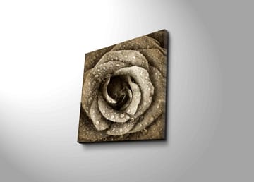 Canvastavla 45x45 cm - Detaljerad ros med vattendroppar - Grå / Beige - Inredning - Tavlor & posters - Canvastavla