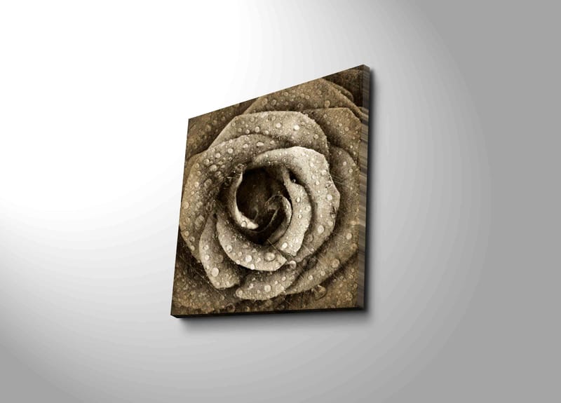 Canvastavla 45x45 cm - Detaljerad ros med vattendroppar, Grå / Beige