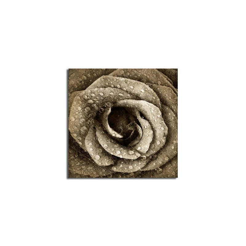 Canvastavla 45x45 cm - Detaljerad ros med vattendroppar - Grå / Beige - Inredning - Tavlor & posters - Canvastavla