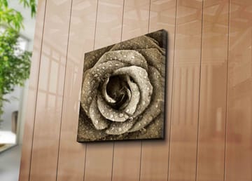 Canvastavla 45x45 cm - Detaljerad ros med vattendroppar - Grå / Beige - Inredning - Tavlor & posters - Canvastavla