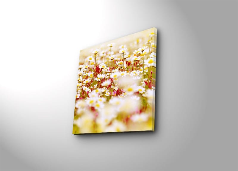 Canvastavla 45x45 cm - Fält av blommor i olika nyanser av vitt och gult, Vitt / Gult / Grönt