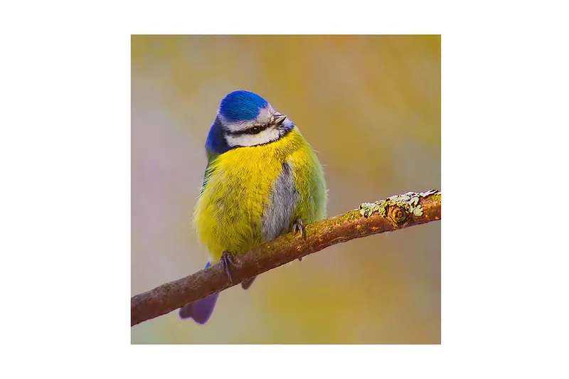 Canvastavla 45x45 cm - Färgglad blåmes på en gren - Blå / Gul / Grå - Inredning - Tavlor & posters - Canvastavla