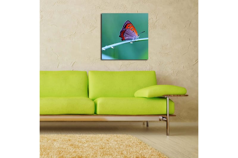 Canvastavla 45x45 cm - Färgglad fjäril på ett grönt blad - Orange / Lila / Grå - Inredning - Tavlor & posters - Canvastavla