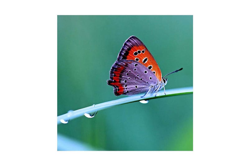 Canvastavla 45x45 cm - Färgglad fjäril på ett grönt blad - Orange / Lila / Grå - Inredning - Tavlor & posters - Canvastavla