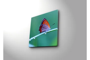Canvastavla 45x45 cm - Färgglad fjäril på ett grönt blad - Orange / Lila / Grå - Inredning - Tavlor & posters - Canvastavla