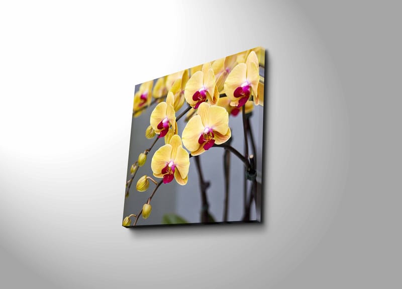 Canvastavla 45x45 cm - Färgglad orkidé med gula och rosa blommor, Gul / Rosa