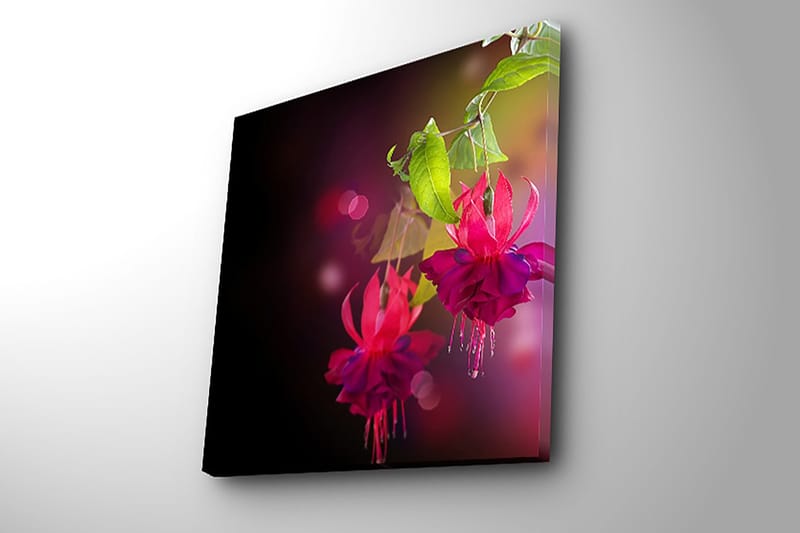 Canvastavla 45x45 cm - Färgrik hängande fuchsia med gröna blad - Rosa / Lila / Grön - Inredning - Tavlor & posters - Canvastavla