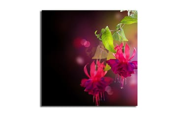 Canvastavla 45x45 cm - Färgrik hängande fuchsia med gröna blad - Rosa / Lila / Grön - Inredning - Tavlor & posters - Canvastavla