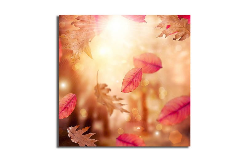 Canvastavla 45x45 cm - Höstlöv som svävar i ett gyllene ljus - Röd / Orange / Beige - Inredning - Tavlor & posters - Canvastavla
