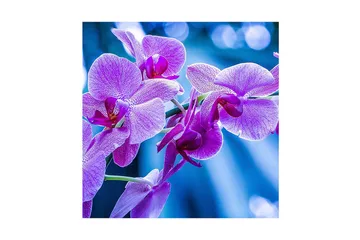 Canvastavla 45x45 cm - Lila orkidéer i blomstring - Lila / Blå - Inredning - Tavlor & posters - Canvastavla