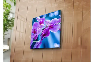 Canvastavla 45x45 cm - Lila orkidéer i blomstring - Lila / Blå - Inredning - Tavlor & posters - Canvastavla