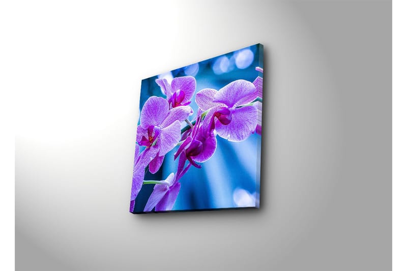Canvastavla 45x45 cm - Lila orkidéer i blomstring - Lila / Blå - Inredning - Tavlor & posters - Canvastavla