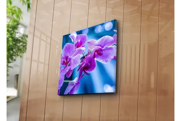 Canvastavla 45x45 cm - Lila orkidéer i blomstring - Lila / Blå - Inredning - Tavlor & posters - Canvastavla