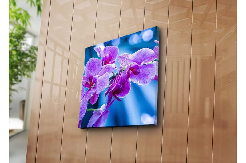 Canvastavla 45x45 cm - Lila orkidéer i blomstring - Lila / Blå - Inredning - Tavlor & posters - Canvastavla