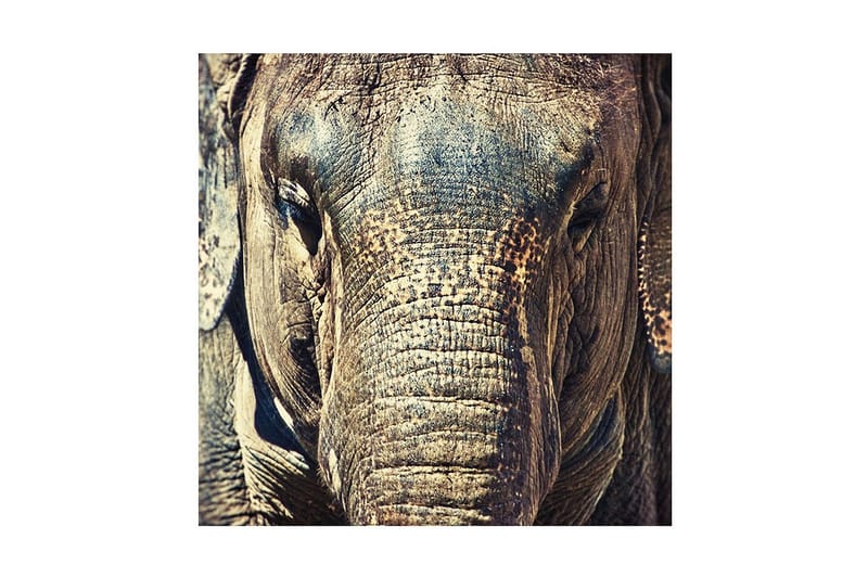 Canvastavla 45x45 cm - Närbild av en elefants ansikte med detaljerad textur - Grå / Brun / Beige - Inredning - Tavlor & posters - Canvastavla