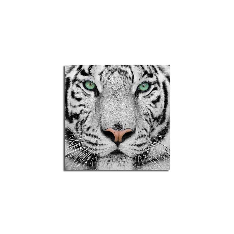 Canvastavla 45x45 cm - Närbild av en vit tiger med intensiva ögon - Vit / Svart / Grön - Inredning - Tavlor & posters - Canvastavla
