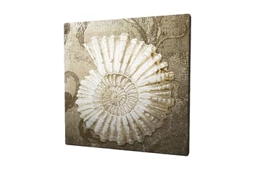 Canvastavla 45x45 cm - Snäcka med detaljerad struktur på en mjuk bakgrund - Vit / Beige / Grå - Inredning - Tavlor & posters - Canvastavla