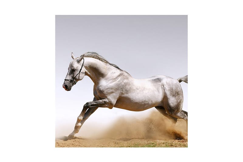 Canvastavla 45x45 cm - Stolt häst i full galopp - Grå / Vit / Beige - Inredning - Tavlor & posters - Canvastavla
