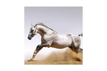 Canvastavla 45x45 cm - Stolt häst i full galopp - Grå / Vit / Beige - Inredning - Tavlor & posters - Canvastavla