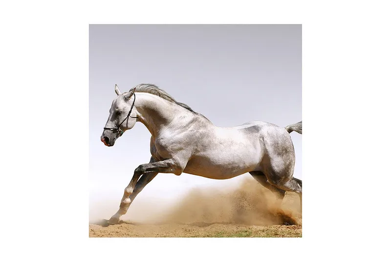 Canvastavla 45x45 cm - Stolt häst i full galopp - Grå / Vit / Beige - Inredning - Tavlor & posters - Canvastavla