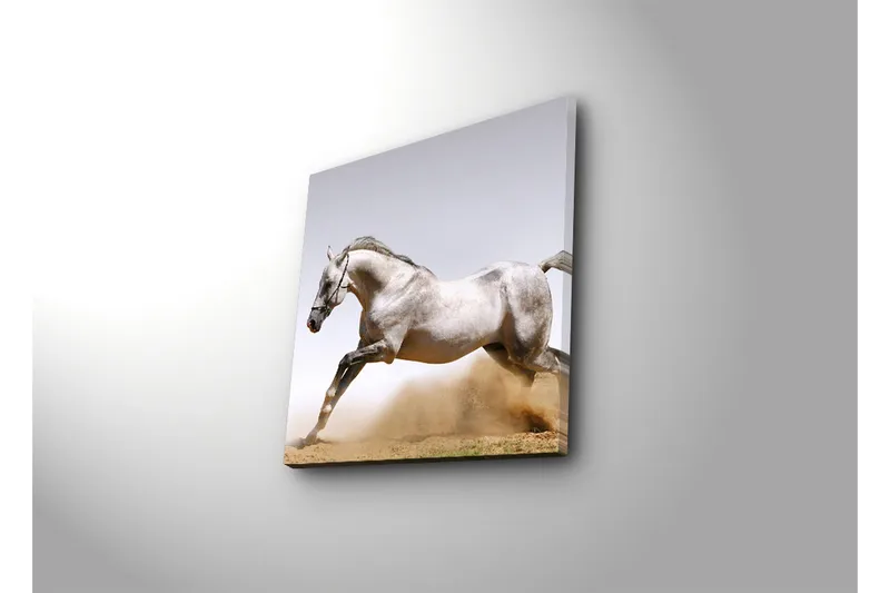 Canvastavla 45x45 cm - Stolt häst i full galopp - Grå / Vit / Beige - Inredning - Tavlor & posters - Canvastavla