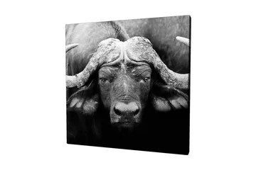 Canvastavla 45x45 cm - Storslagen buffel med kraftfulla horn - Svart / Grå - Inredning - Tavlor & posters - Canvastavla