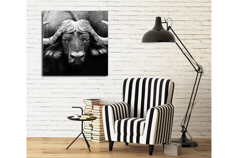 Canvastavla 45x45 cm - Storslagen buffel med kraftfulla horn - Svart / Grå - Inredning - Tavlor & posters - Canvastavla