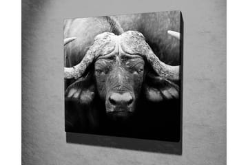 Canvastavla 45x45 cm - Storslagen buffel med kraftfulla horn - Svart / Grå - Inredning - Tavlor & posters - Canvastavla