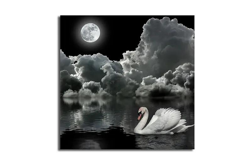 Canvastavla 45x45 cm - Svart och vit svan simmande under en fullmåne i en dramatisk molnig himmel - Vit / Svart / Grå - Inredning - Tavlor & posters - Canvastavla