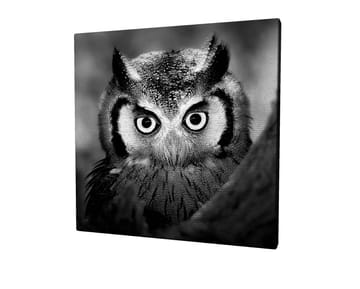Canvastavla 45x45 cm - Svartvit närbild av uggla med froststänkta fjädrar och genomträngande blick - Svart / Vitt - Inredning - Tavlor & posters - Canvastavla