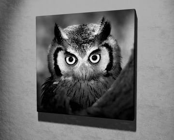 Canvastavla 45x45 cm - Svartvit närbild av uggla med froststänkta fjädrar och genomträngande blick - Svart / Vitt - Inredning - Tavlor & posters - Canvastavla