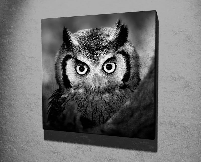 Canvastavla 45x45 cm - Svartvit närbild av uggla med froststänkta fjädrar och genomträngande blick - Svart / Vitt - Inredning - Tavlor & posters - Canvastavla