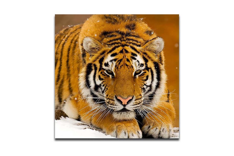 Canvastavla 45x45 cm - Tiger som ligger på snön med intensiv blick - Orange / Svart / Vit - Inredning - Tavlor & posters - Canvastavla