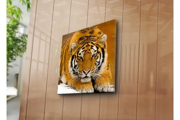 Canvastavla 45x45 cm - Tiger som ligger på snön med intensiv blick - Orange / Svart / Vit - Inredning - Tavlor & posters - Canvastavla