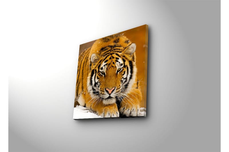 Canvastavla 45x45 cm - Tiger som ligger på snön med intensiv blick - Orange / Svart / Vit - Inredning - Tavlor & posters - Canvastavla