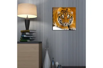 Canvastavla 45x45 cm - Tiger som ligger på snön med intensiv blick - Orange / Svart / Vit - Inredning - Tavlor & posters - Canvastavla