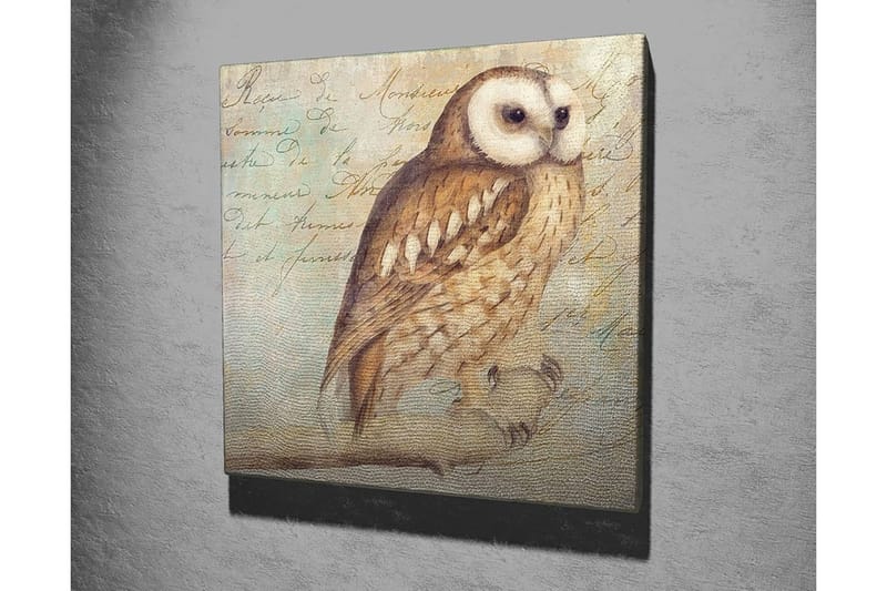 Canvastavla 45x45 cm - Uggla med detaljerad fjäderdräkt - Beige / Brun / Ljusblå - Inredning - Tavlor & posters - Canvastavla