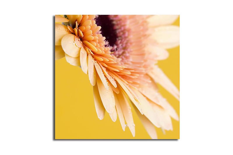 Canvastavla 45x45 cm - Vacker blomma med ljusa kronblad och droppar av vatten, Ljusrosa / Gul / Lila