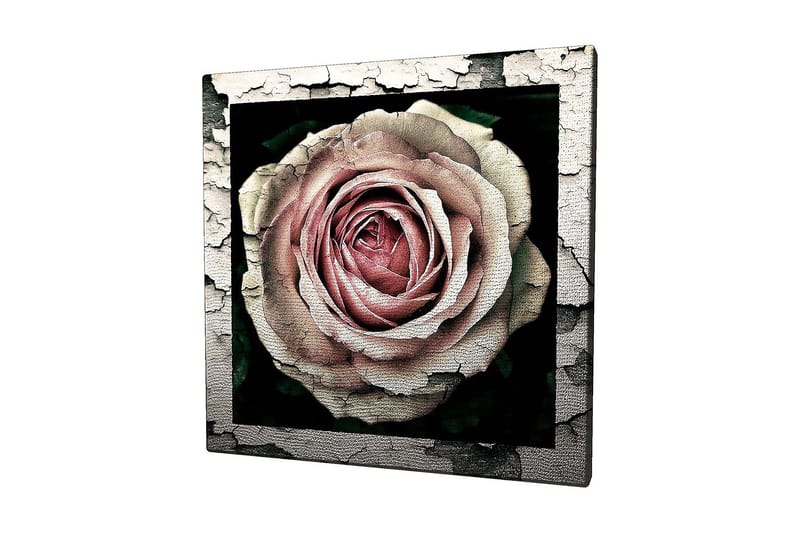 Canvastavla 45x45 cm - Vacker ros med detaljerad textur och färgnyanser, Rosa / Grå / Svart