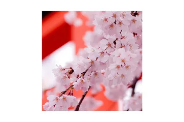 Canvastavla 45x45 cm - Vackra körsbärsblommor i full blomning - Ljusrosa / Mörkrosa / Brun - Inredning - Tavlor & posters - Canvastavla