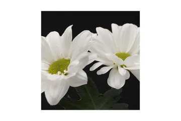 Canvastavla 45x45 cm - Vackra vita blommor med gröna mittpunkter - Vit / Grön - Inredning - Tavlor & posters - Canvastavla