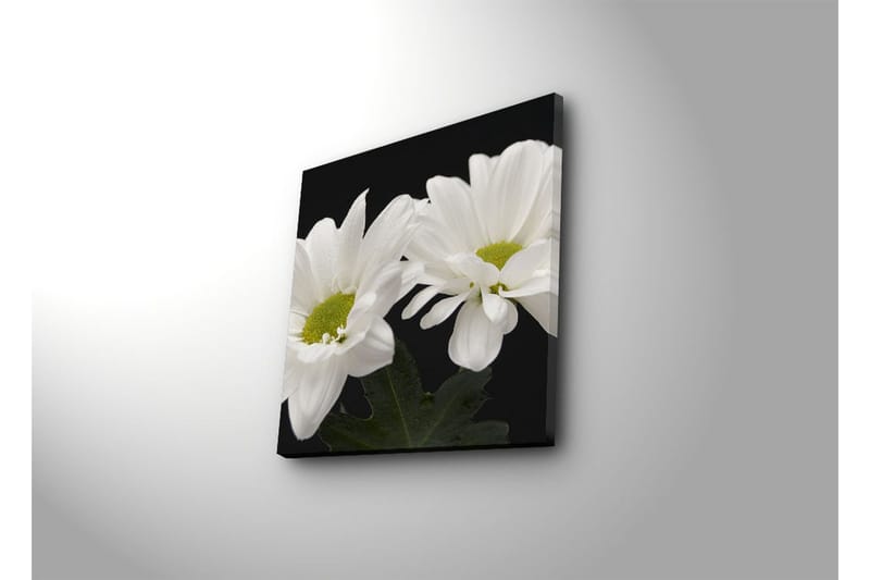 Canvastavla 45x45 cm - Vackra vita blommor med gröna mittpunkter - Vit / Grön - Inredning - Tavlor & posters - Canvastavla