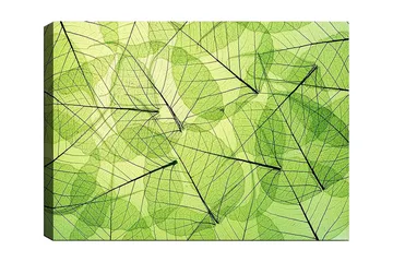 Canvastavla 70x100 cm - Abstrakt komposition av genomskinliga löv i olika nyanser av grönt - Ljusgrön / Mörkgrön / Svart - Inredning - Tavlor & posters - Canvastavla