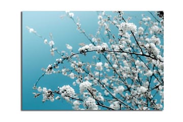 Canvastavla 70x100 cm - Blommande grenar mot en klar, blå bakgrund - Vit / Ljusblå - Inredning - Tavlor & posters - Canvastavla