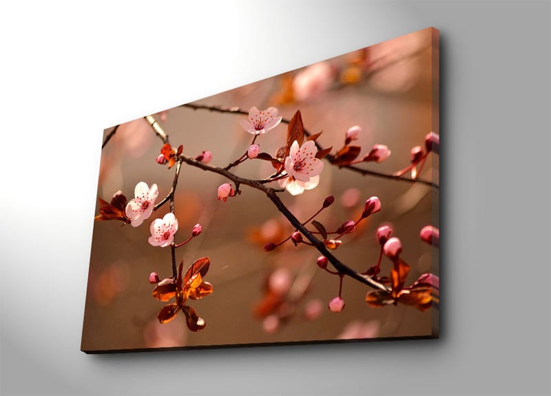 Canvastavla 70x100 cm - Blommande körsbärsgrenar med rosa blommor och bruna blad, Rosa / Brun