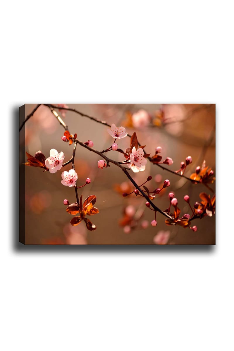Canvastavla 70x100 cm - Blommande körsbärsgrenar med rosa blommor och knoppar - Rosa / Brun / Mörkröd - Inredning - Tavlor & posters - Canvastavla