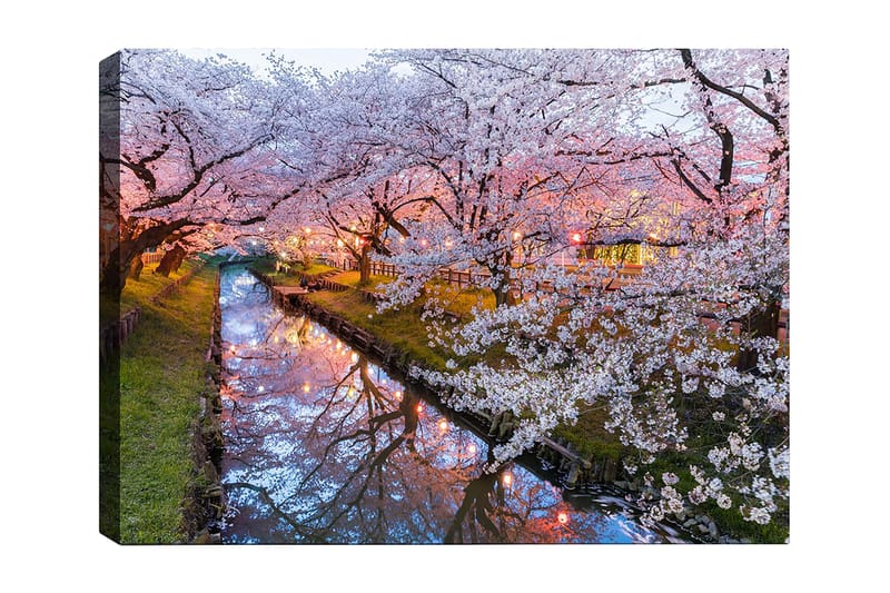 Canvastavla 70x100 cm - Blommande körsbärsträd vid en stilla kanal i skymningen, Rosa / Vitt / Grönt