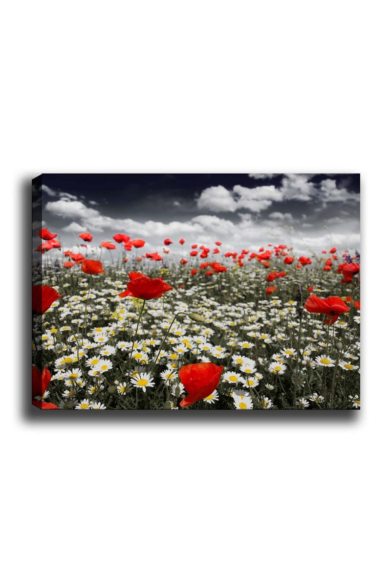 Canvastavla 70x100 cm - Blomsteräng med röda vallmo och vita prästkragar som skapar en kontrasterande och livfull komposition, Röd / Vit