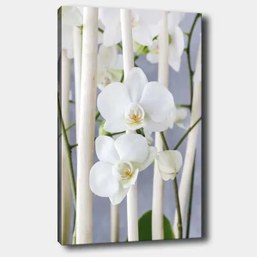 Canvastavla 70x100 cm - Elegant komposition av vita orkidéer som växer mellan ljusa stammar - Vit / Grön - Inredning - Tavlor & posters - Canvastavla