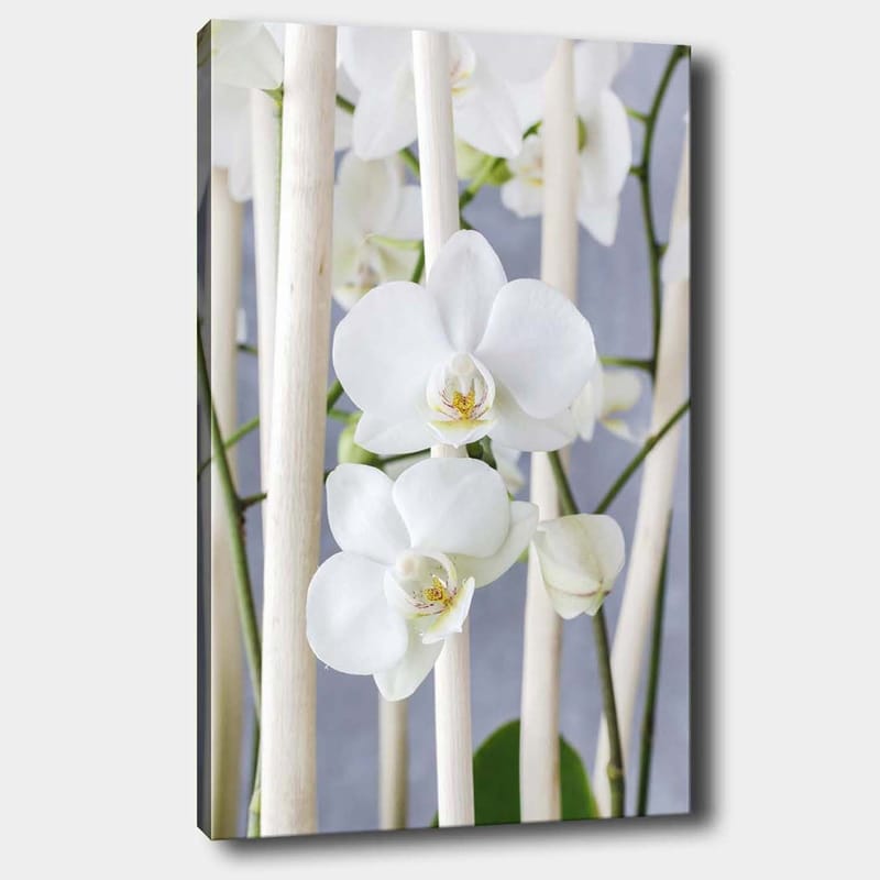 Canvastavla 70x100 cm - Elegant komposition av vita orkidéer som växer mellan ljusa stammar, Vit / Grön